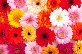Gerberas colorés en arrière-plan sur Ivonne Wierink