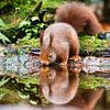 Red squirrel by Joop Gerretse