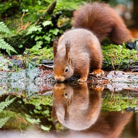 Red squirrel by Joop Gerretse