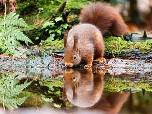 Eichhörnchen von Joop Gerretse