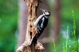 Grote bonte specht van Merijn Loch