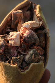 Gefüllte Baobab-Frucht von Bärbel Severens