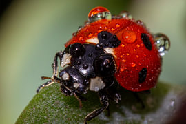 1.    Morning Jewels – Ladybirds in the Dew by Martin Wohlgemuth