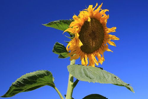 The Sunflower