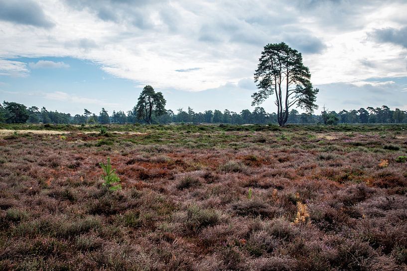 Landschap Drents-Friese Wold van Jaap Mulder