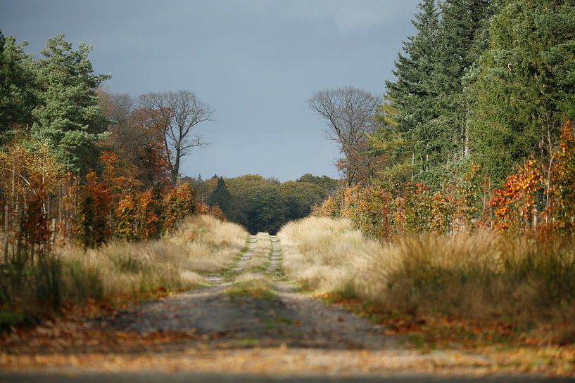 Herfst laan Veluwe by Menno Bausch