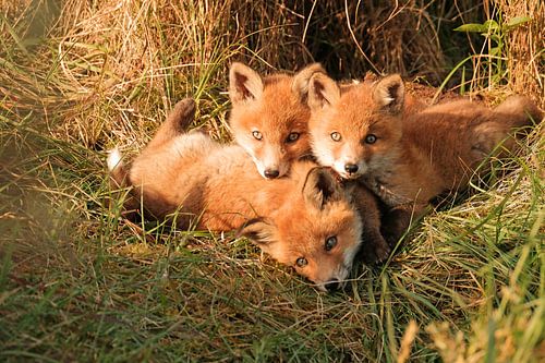 Young foxes