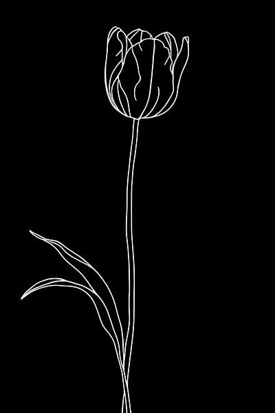 Tulip, black or white... by Ans Bastiaanssen