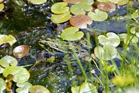 Camouflage frog