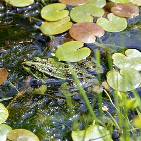 Camouflage Frosch von TOUCH Fotografie