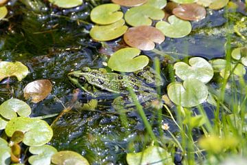 Grenouille de camouflage sur TOUCH Fotografie