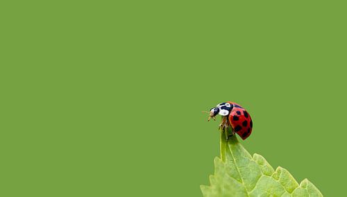 Een lieveheersbeestje ( Coccinellidae )