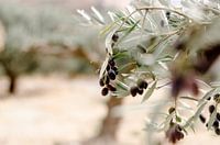 Oliven in einem Olivenhain auf Kreta, blaue Oliven