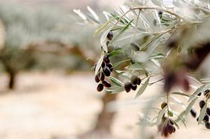 olijven in een olijf boomgaard op Kreta, blauwe olijven van Joke Troost