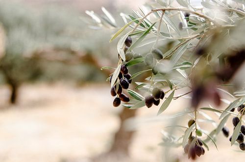 Oliven in einem Olivenhain auf Kreta, blaue Oliven