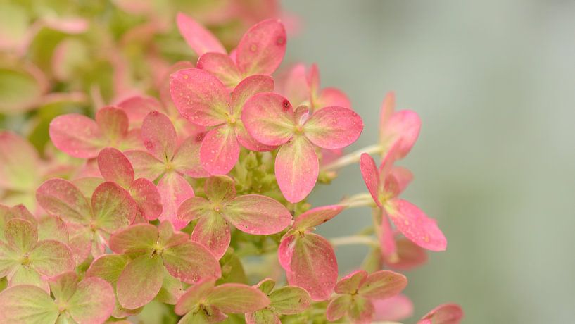 Hydrangea by Kim Hiddink
