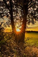 Coucher de soleil avec étoile solaire entre les branches d'un arbre