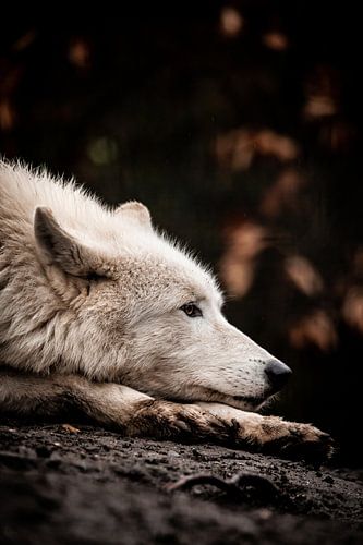 Loup de la baie d'Hudson