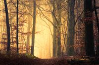 Golden morning