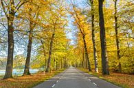 Straße durch den Wald mit Bäumen im Herbst von Ben Schonewille Miniaturansicht
