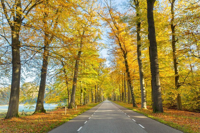 Straße durch den Wald mit Bäumen im Herbst von Ben Schonewille