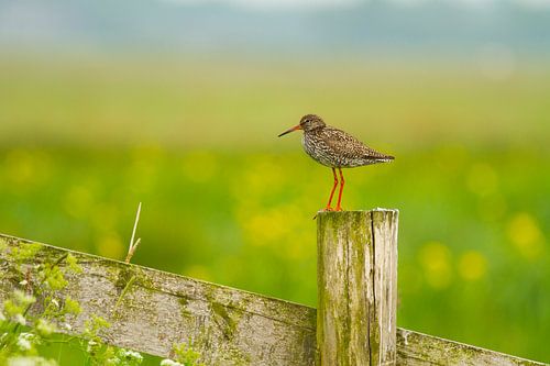 Redshank en pôle position