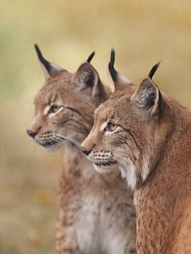 Luchs in höchster Konzentration von Jeannet Hooftman
