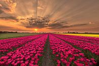 Amazing tulips sunset par Costas Ganasos Aperçu