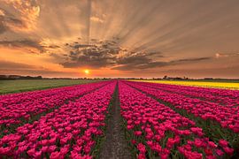Amazing tulips sunset