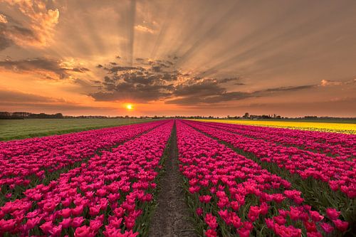 Amazing tulips sunset