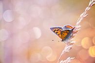 Kleine vuurvlinder vlinder met mooie achtergrond van Mark Scheper thumbnail