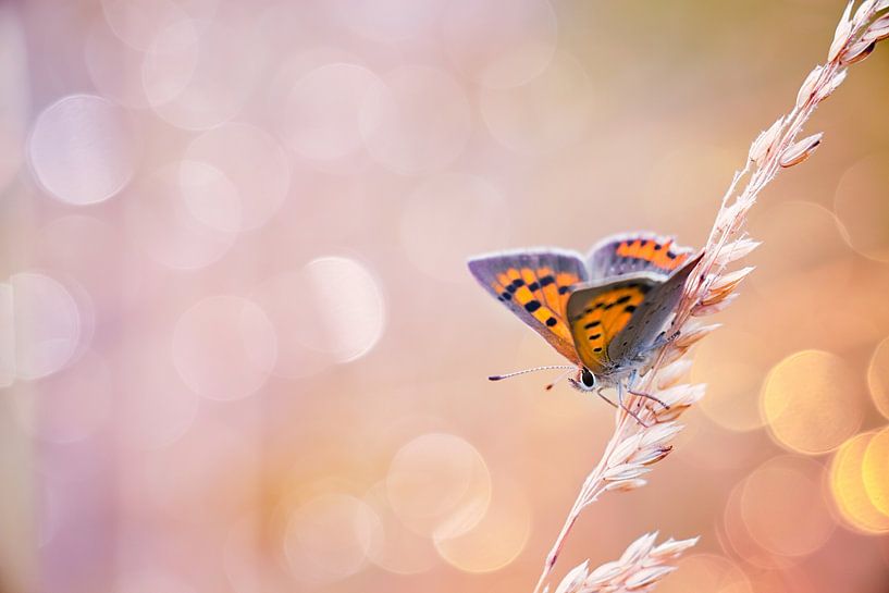 Kleine vuurvlinder vlinder met mooie achtergrond von Mark Scheper