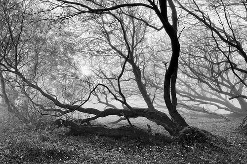 Boom en takken in de mist