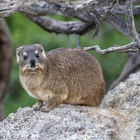 The Cape Rock Ranger - Portrait d'une cravate de falaise sur Lex van Doorn