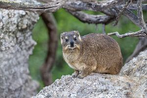 Der Cape Rock Ranger - Porträt einer Klippenkrawatte