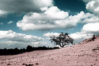 Landschap Beekhuizer Zand