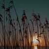 Coucher de soleil à travers les roseaux sur Foto Studio Labie