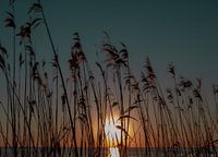 Sonnenuntergang durch das Schilf