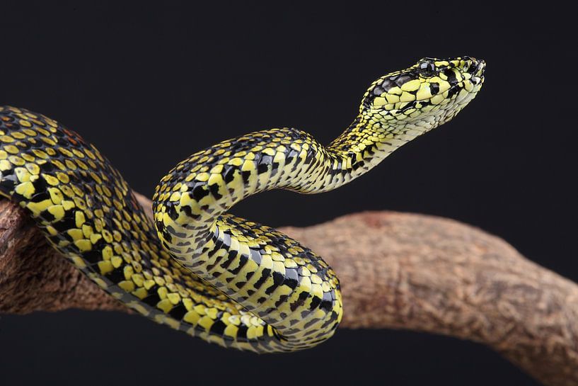 Jerdon's Pit Viper (Protobothrops jerdonii) by Ronald Pol