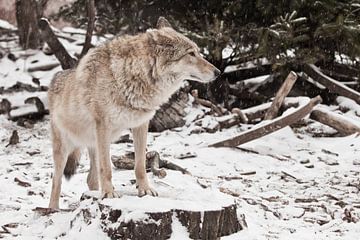 Grijze wolf vrouwtje in de sneeuw, mooi sterk dier in de winter. van Michael Semenov