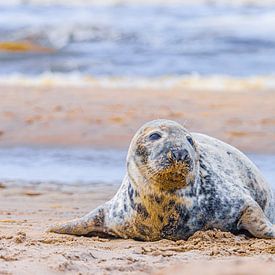 Phoque sur la plage sur Yanuschka | Fotografie Noordwijk