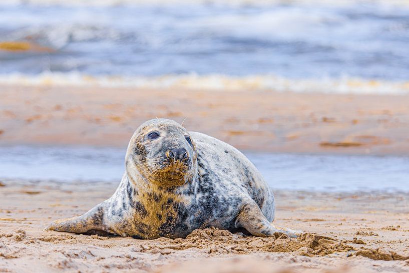 Phoque sur la plage par Yanuschka | Fotografie Noordwijk