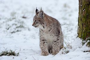 Luchs (Lynx lynx), Jungtier, schönes Winterfell, sitzt im Schnee, Europa.