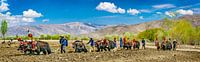 Landarbeid met gebruik van jaks, Tibet. Panorama van Rietje Bulthuis thumbnail