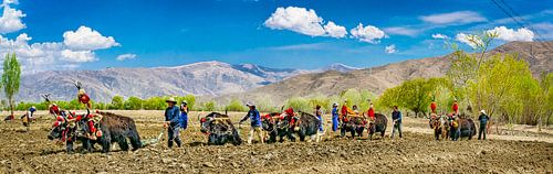 Landarbeid met gebruik van jaks, Tibet. Panorama