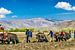 Landarbeit mit dem Einsatz von Yaks, Tibet. Panorama von Rietje Bulthuis