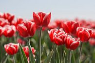 Rot mit Weißen Tulpen von Charlene van Koesveld Miniaturansicht