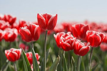 Red with White Tulips