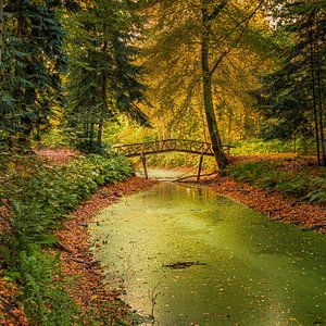 Herbst im Slochterbos