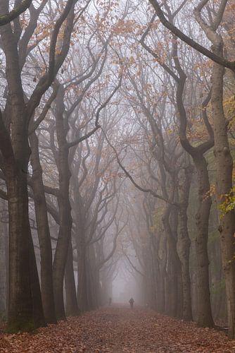 Karottenkolonie (Belgien)